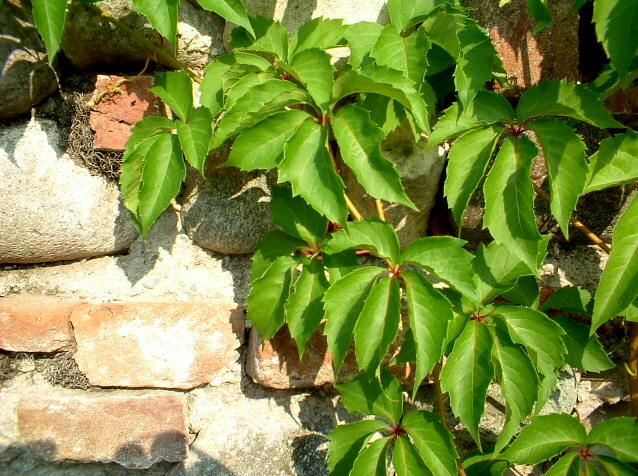 Parthenocissus quinquefolia / Vite canadese comune